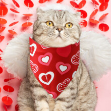 Haustierschal für Katzen und Hunde – Rotes Herzmotiv, 65 cm