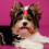 Fiocchi per capelli per cani con elastici, multicolore, confezione da 6 1