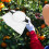 Draagbare fruitplukmand 36x16,8x2,5 cm 4