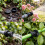 Sprinklerkopfkappe für Sprays, Sprays-Absperrkappe mit 7