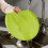 Double face Chopping Board With Protective Coating-Green 7