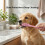 Double Side Pet Toothbrush Flexible Handle Teeth Cleaning-Pink 7
