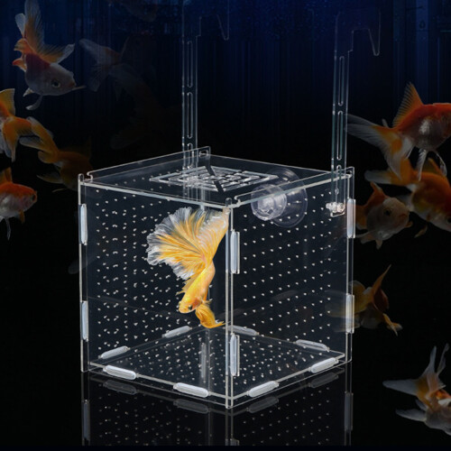 Two Compartment Acrylic Habitat Divider intended for-2 2