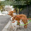 3M/10KG Dog Lead Leash Double Retractable Leash Extendables Lockable 2