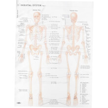 Poster zur Skelettmuskelanatomie – Kreatives Lehrmotiv für die Wanddekoration