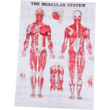 Muskelanatomie-Diagramm, Analyse der menschlichen Skelettteile, Poster, Schriftart