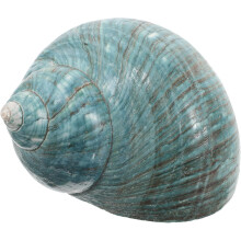 Espécimens de conchas marinhas naturais Mediterrâneo Shell Craft para decoração de aquário