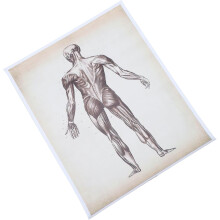 Anatomie-Poster Skelettsystem-Diagramm Menschliches Skelett Wandposter 40x50cm