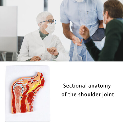 Educational PVC Shoulder Anatomy Model Anatomical Shoulder Joint 1