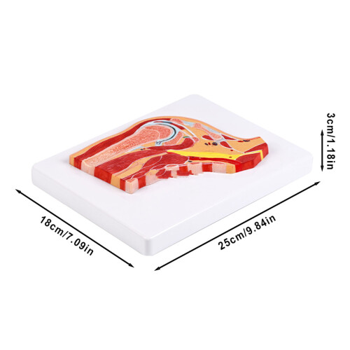 Educational PVC Shoulder Anatomy Model Anatomical Shoulder Joint 2