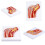 Educational PVC Shoulder Anatomy Model Anatomical Shoulder Joint 5