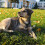 Dog Knee Brace for Cruciate Ligament Support 2