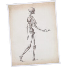 Poster mit einer Karte der menschlichen Anatomie auf Leinwand, Wandbehang, menschliche Gehirnstruktur, Skelett