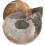 2Pcs Natural Ammonite Specimen Pendant 3-4Cm Sliced Samples with Iridescent Shell 1