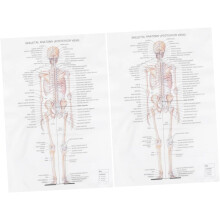 2-teiliges Poster zur Skelettsystem-Anatomie, menschliches Skelett, für die Dekoration von Zuhause oder Büro im Kraftpapier-Stil