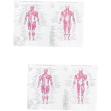 2-teiliges Poster zur Skelettsystem-Anatomie für Zuhause und Büro