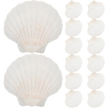 Natürliche Jakobsmuschelschalen mit vielseitigen Verwendungsmöglichkeiten, 20 Stück, hitzebeständiges Schalenmaterial