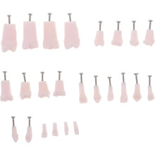 Modello didattico odontoiatrico da 24 pezzi con denti rimovibili per simulazione completa della bocca.