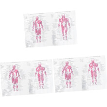 3-teiliges Poster zur menschlichen Anatomie für Unterricht und Partydekoration, lehrreiches Wandposter