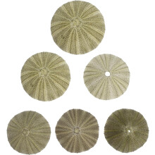 6 Stück natürliche Seeigelschalen, Strandmuscheldeko, Küstencharme, organische Muscheln für Bastelarbeiten, verschönern Räume