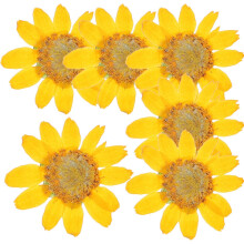 24 Stück natürliche, getrocknete Kaisermargeriten für DIY-Bastelarbeiten, gepresste Blumen, Scrapbooking-Verzierungen, Kunstharz-Zubehör