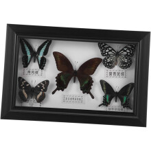 Handgefertigter Schmetterlings-Wandbilderrahmen, Wandbehang-Ornamentrahmen