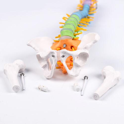 Interactive Vertebral Anatomy Model 50Cm Long Colorful Nerves