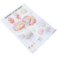 Poster zur menschlichen Skelettanatomie, 50 x 70 cm, Leinwanddruck, Anatomietafel