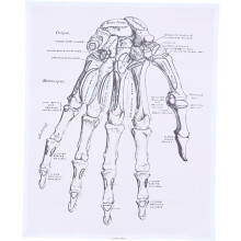 Poster mit Gehirn- und Skelett-Anatomie-Diagramm (ästhetische Dekoration)