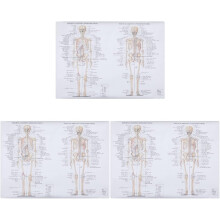 3-teiliges Poster zur menschlichen Anatomie: Körperstruktur, Skelett, Muskeln und Knochen