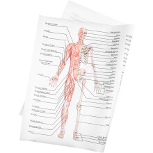 Poster zur menschlichen Anatomie, Skelett-Lehrbild, Anatomie und Physiologie, Seidenleinwand