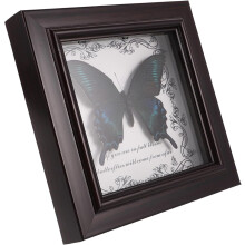 Butterfly Specimen Shadow Box Frame for Victorian and Cottagecore Style Wall Decoration