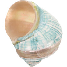 Natürliche Muscheln, Mittelmeer-Schneckenmuschel-Sammlung, Muscheln mit Meeresmotiven