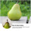 25-Pack Green Foam Pear Models for Display & Decoration 3