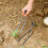 Ergonomic Handheld Cultivator Fork 2 Prong Root Rakes-2 pack 3