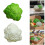 Miniature Plastic Vegetables For Decorative-Cauliflower 3
