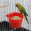 50 plats de repas suspendus en ABS rouge pour cages à oiseaux, 6