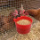 50 plats de repas suspendus en ABS rouge pour cages à oiseaux, 7