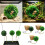 Abri en plastique polyvalent de boule d'herbe pour le paysage-UN 3