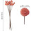 Craspedia Billy Balls séchées – 20 pièces, 40 cm 2