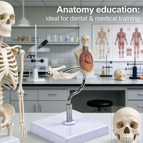 Multi Purpose Medicals Teaching Tool Hyoid Bone Anatomy Model 1