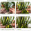 4 Pieces Rustproof Adjustment Garden Plant Support-love 6