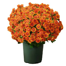 Kunstige krysantemum i solnedgangsstil, 30 cm, sæt med 5 buketter