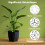4Pcs Heavy Duty Rustproof Iron Plant Cages For-waterlilies 5