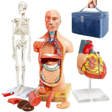 EVOTECH SCIENTIFIC Modelle des menschlichen Körpers, Skeletts und Herzens - Anatomie Modell Set mit 3 3D Lernwerkzeugen