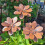 Pieu résistant de jardin de fleur en métal de temps pour 4