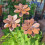 Pieu résistant de jardin de fleur en métal de temps pour 6