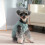 Winter Warmth Cats Clothing Thickened Polyester Vests-XL 4 2