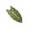 Durability Cats Scratch Pad Cats Wall-Alocasia macrorrhiza 1
