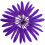 Piume di oca viola, 4-6 pollici, 120 pezzi 3